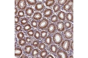 Immunohistochemical staining of human stomach with TMEM181 polyclonal antibody  shows strong cytoplasmic positivity, with a granular pattern in glandular cells. (TMEM181 anticorps)