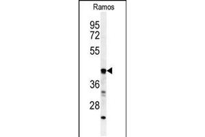 Western blot analysis of B3GALT6 Antibody in Ramos cell line lysates (35ug/lane) (B3GALT6 anticorps  (C-Term))