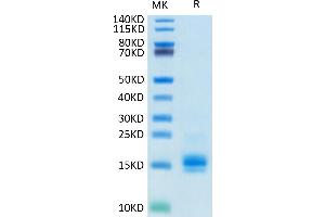Biotinylated Human MCP-1 on Tris-Bis PAGE under reduced condition.