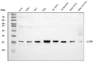 Western blot analysis of LSM8 using anti-LSM8 antibody (ABIN7599578). (NAA38 anticorps  (AA 1-96))