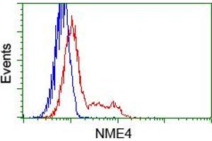 Image no. 7 for anti-NME/NM23 Nucleoside Diphosphate Kinase 4 (NME4) antibody (ABIN1499775) (NME4 anticorps)
