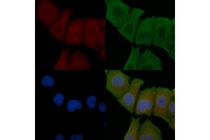 ABIN6257634 and ABIN6274771 staining Hela cells by IF/ICC. (RPL18 anticorps  (C-Term))