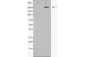 Western blot analysis of Fibronectin 1 expression in HeLa cells. (Fibronectin 1 anticorps  (C-Term))