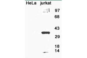 Image no. 1 for anti-8-Oxoguanine DNA Glycosylase (OGG1) (AA 1-100), (N-Term) antibody (ABIN363384) (OGG1 anticorps  (N-Term))