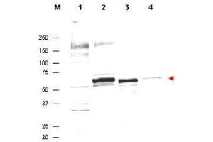 Western Blot of Rabbit Anti-AKT Antibody. (AKT1 anticorps  (Internal Region))