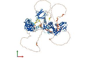 AlphaFold protein structure predicition of Mouse Recombinant Dlg3 Protein, UniprotID P70175