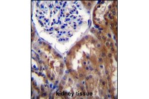PR15B Antibdy (C-term) (ABIN657042 and ABIN2837885) immunohistochemistry analysis in formalin fixed and paraffin embedded human kidney tissue followed by peroxidase conjugation of the secondary antibody and DAB staining. (PPP1R15B anticorps  (C-Term))