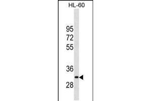 Western blot analysis in HL-60 cell line lysates (35ug/lane). (MMP26 anticorps  (AA 96-125))