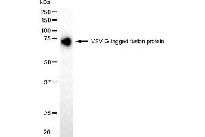 anti-VSV-G Epitope Tag antibody