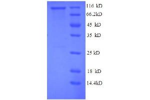 SDS-PAGE (SDS) image for P450 (Cytochrome) Oxidoreductase (POR) (AA 2-671), (partial) protein (GST tag) (ABIN5712465)