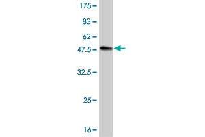 Western Blot detection against Immunogen (36.