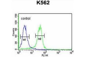 Flow cytometric analysis of K562 cells using JMJD2B Antibody (N-term) Cat. (KDM4B anticorps  (N-Term))