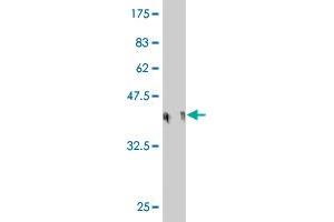 Western Blot detection against Immunogen (36.