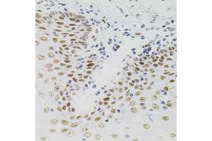Immunohistochemistry of paraffin-embedded human esophagus using AKAP8 antibody (ABIN5975842) (40x lens). (AKAP8 anticorps)
