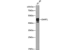 Western blot analysis of extracts of HL-60 cells, using DMRT1 antibody  at 1:1000 dilution. (DMRT1 anticorps  (AA 134-373))