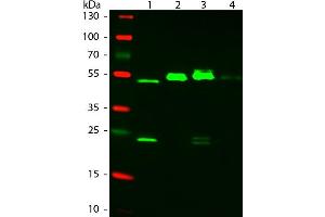 Western Blot of ATTO 550 Rabbit Anti-Mouse IgG (gamma 1, 2a, 2b, 3) secondary antibody. (Lapin anti-Souris IgG Anticorps (Atto 550) - Preadsorbed)