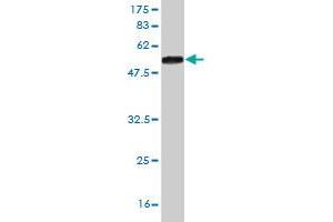 Western Blot detection against Immunogen (47.