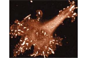 Immunoflurorescent staining on Human Endothelial cells. (VASP anticorps  (AA 248-379))