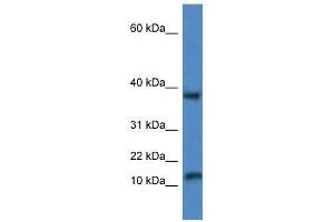 Western Blot showing Vamp1 antibody used at a concentration of 1. (VAMP1 anticorps  (Middle Region))