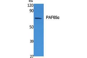 Western Blot (WB) analysis of specific cells using PAF65alpha Polyclonal Antibody. (TAF6L anticorps  (N-Term))