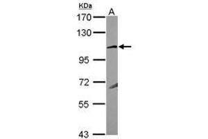 Image no. 1 for anti-Glutamate Receptor, Ionotropic, Kainate 4 (GRIK4) (N-Term) antibody (ABIN1494025) (GRIK4 anticorps  (N-Term))
