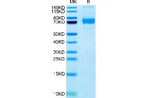 Biotinylated Human Siglec-5 on Tris-Bis PAGE under reduced condition.