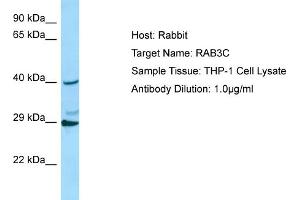 Host: RabbitTarget Name: RAB3CAntibody Dilution: 1. (Rab3c anticorps  (C-Term))