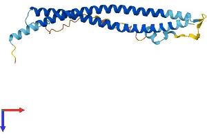 AlphaFold protein structure predicition of Human Recombinant SNAP23 Protein, UniprotID O00161