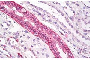 anti-Aquaporin 3 (Gill Blood Group) (AQP3) (AA 268-292) antibody