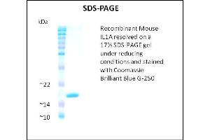 SDS-PAGE (SDS) image for Interleukin 1 alpha (IL1A) (Active) protein (ABIN5509332)