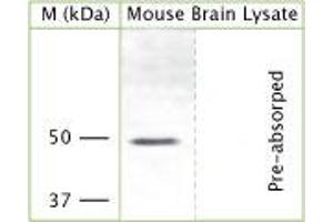 Rabbit antibody to cytoplasmic domain of KCNJ12 (KCNJN1, Kir2.
