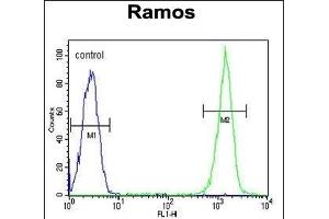 CMTM7 Antibody (N-term) (ABIN651213 and ABIN2840134) flow cytometric analysis of Ramos cells (right histogram) compared to a negative control cell (left histogram). (CMTM7 anticorps  (N-Term))