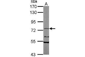 Western blot analysis of 50 ug of whole cell lysate (A: Mouse brain) using a 7. (NXF1 anticorps)