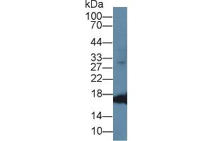 Western Blot; Sample: Caprine Cerebrum lysate; Primary Ab: 1µg/ml Rabbit Anti-Ovine MYO Antibody Second Ab: 0.