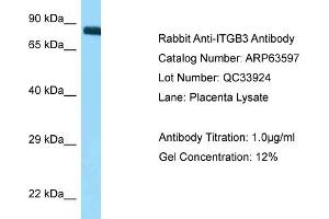 Western Blotting (WB) image for anti-Integrin beta 3 (ITGB3) (N-Term) antibody (ABIN2789560) (Integrin beta 3 anticorps  (N-Term))