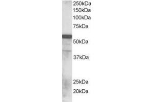Image no. 1 for anti-Ring Finger Protein 8 (RNF8) (N-Term) antibody (ABIN374302) (RNF8 anticorps  (N-Term))