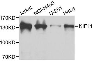 Western blot analysis of extracts of various cells, using KIF11 antibody. (KIF11 anticorps)