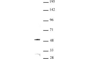 JMJD6 antibody (pAb) tested by Western blot. (JMJD6 anticorps  (N-Term))