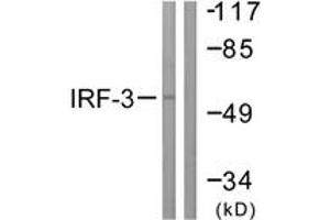 Western blot analysis of extracts from K562 cells, using IRF3 (Ab-385) Antibody. (IRF3 anticorps  (AA 351-400))