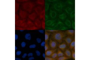 RFT1 Mouse Monoclonal Antibody staining Hela cells by IF/ICC. (RFT1 anticorps)