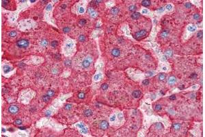 Human Liver (formalin-fixed, paraffin-embedded) stained with APOH antibody ABIN337313 at 2. (APOH anticorps)