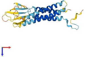AlphaFold protein structure predicition of Mouse Recombinant Cacng1 Protein, UniprotID O70578