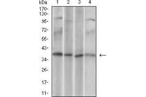 Western blot analysis using CD68 mouse mAb against U937 (1), Hela (2), HepG2 (3), Jurkat (4) cell lysate.