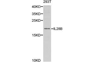 Western Blotting (WB) image for anti-Interleukin 28B (Interferon, lambda 3) (IL28B) antibody (ABIN1876849) (IL28B anticorps)