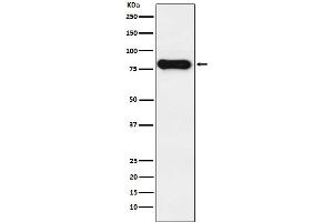 Western blot analysis of IGHD expression in Humantonsil cell lysate.