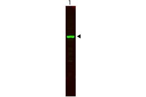 Western Blot showing detection of anti-alpha tubulin blocked in MB-013.