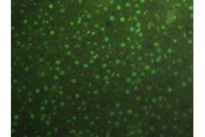 Detection of H3 in Rat Liver Tissue using Polyclonal Antibody to Histone H3 (H3)