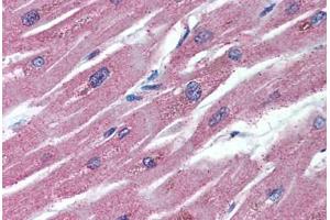 Human Heart (formalin-fixed, paraffin-embedded) stained with TNFRSF11B antibody ABIN296455 at 5 ug/ml followed by biotinylated anti-mouse IgG secondary antibody ABIN481714, alkaline phosphatase-streptavidin and chromogen. (Osteoprotegerin anticorps  (AA 20-37))