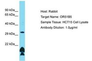 OR51B5 Antikörper  (AA 197-246)