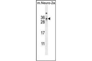 Western blot analysis of MAF1 Antibody (Center) in mouse Neuro-2a cell line lysates (35ug/lane). (MAF1 anticorps  (Middle Region))